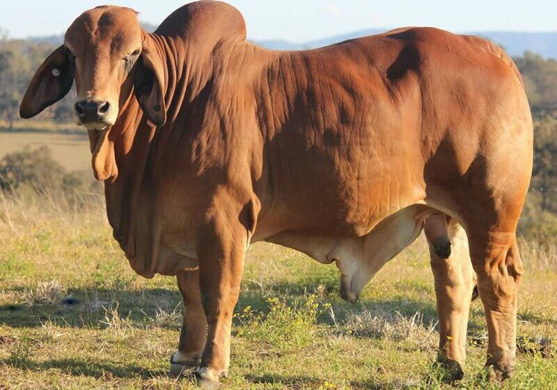 9-BIZZY-QUADE-Q11-BIZQ11M