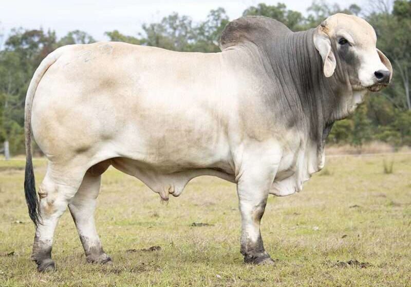 BIZZY F SILVERTON S23 (PS) FAHS23M