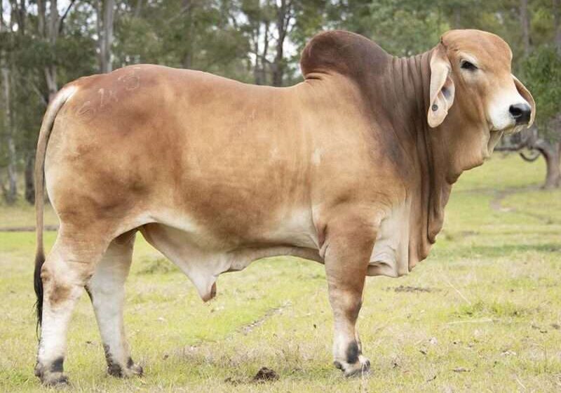 BIZZY F SLADE S43 (H) FAHS43M