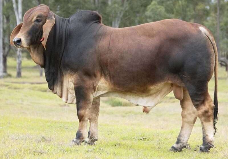 BIZZY F TAIT T55 (H) FAHT55M