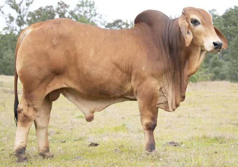 BIZZY F TENTERFIELD T19 (H) FAHT19M