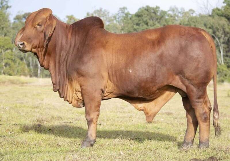 BIZZY F TUCKER T36 (IVF) (H) FAHT36M