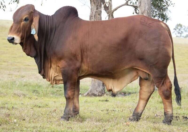 BIZZY M TITAN (H) BZM86M
