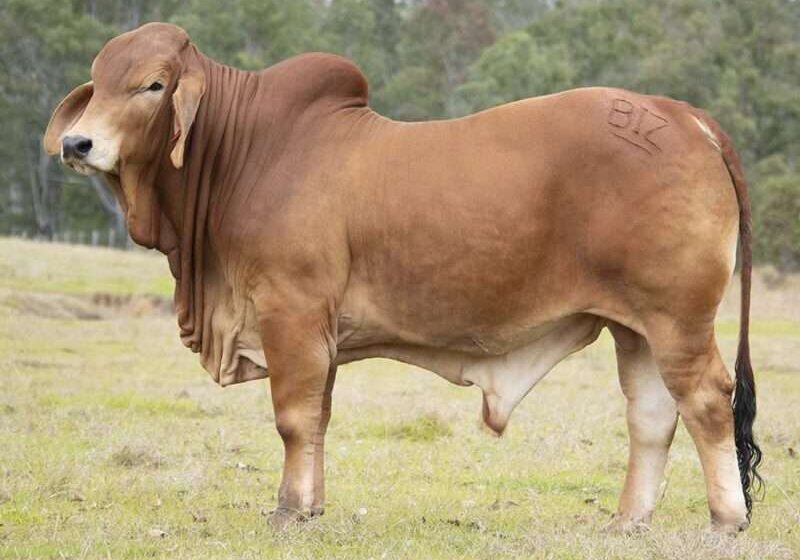 BIZZY TALAKAI T28 (H) BIZT28M
