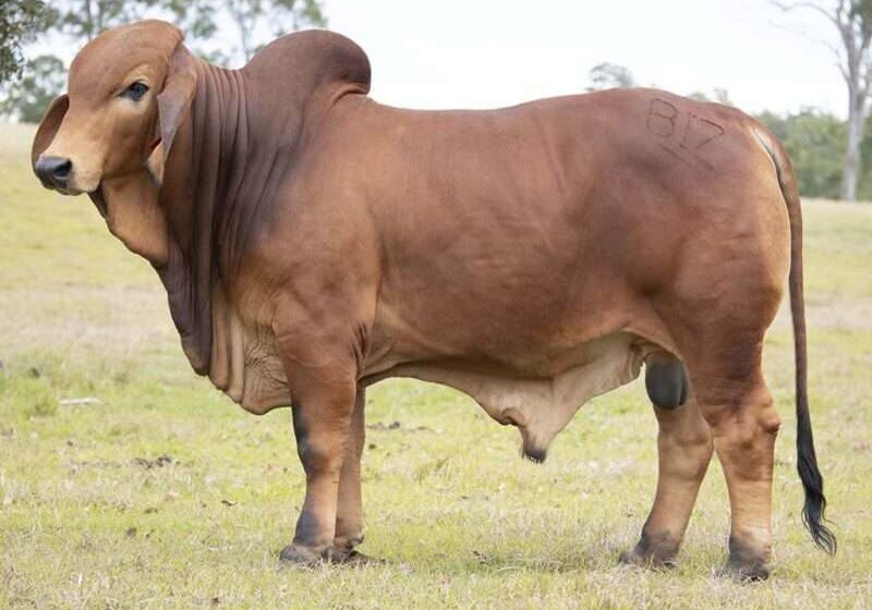 BIZZY TED T22 (H) BIZT22M