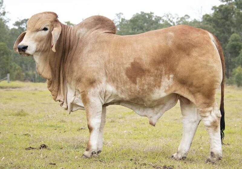 BIZZY TEDESCO T15 (H) BIZT15M