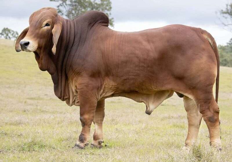 BIZZY TEX T33 (IVF) (H) BIZT33M