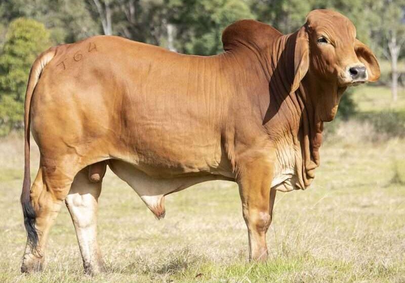 BIZZY TYCOON T64 (IVF) (H) BIZT64M