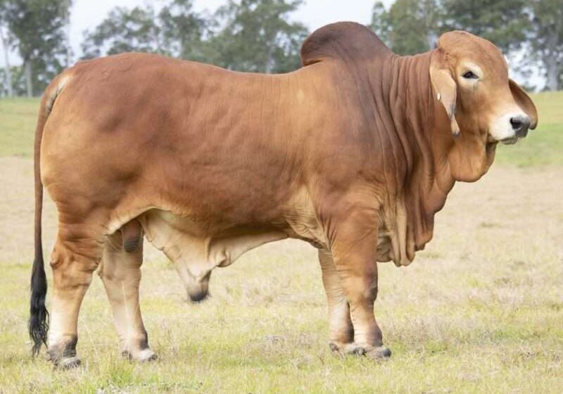 BIZZY TYSON T35 (IVF) (H) BIZT35M