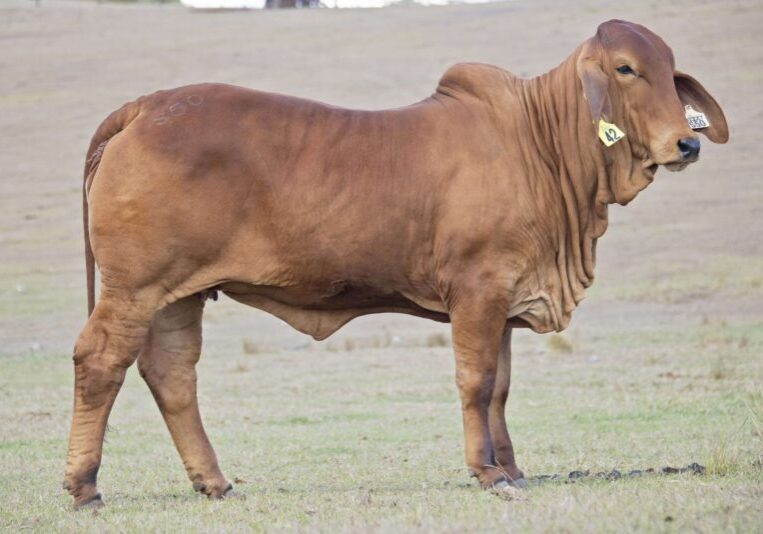 Lot 42 - S50
